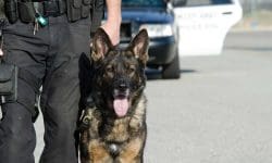 Read: New Explosive-Detecting K-9 Joins Penn State Police