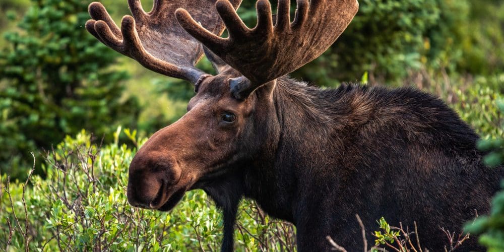 A Moose Walks Into a Hospital…No, This Isn’t the Start of a Bad Joke