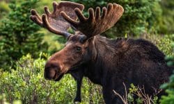 Read: A Moose Walks Into a Hospital…No, This Isn’t the Start of a Bad Joke