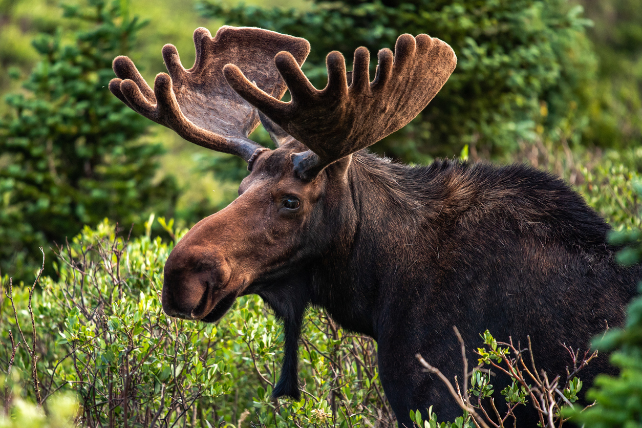 moose walks into a hospital