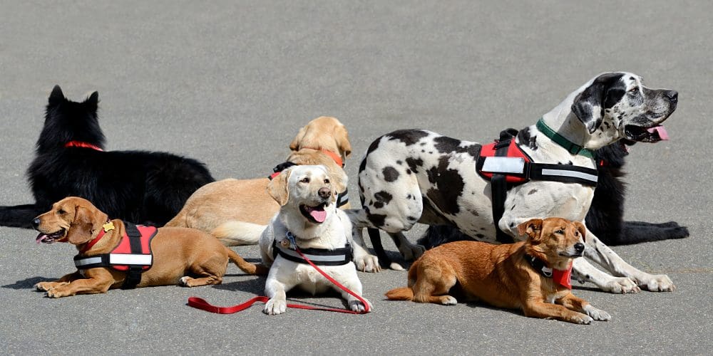 Therapy Dogs Featured in Marjory Stoneman Douglas Yearbook