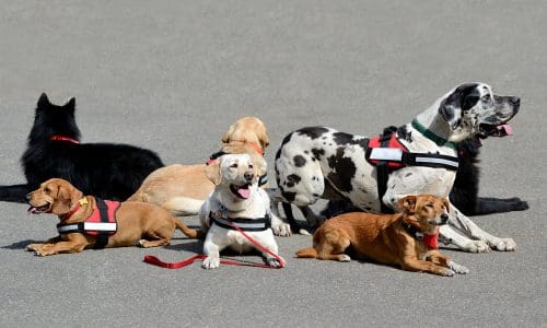 Therapy Dogs Featured in Marjory Stoneman Douglas Yearbook