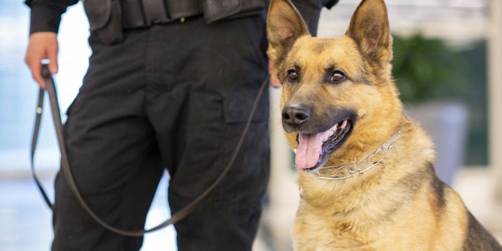 Tacoma Hospital Brings in K-9 to Prevent Assaults, Help Sick Patients