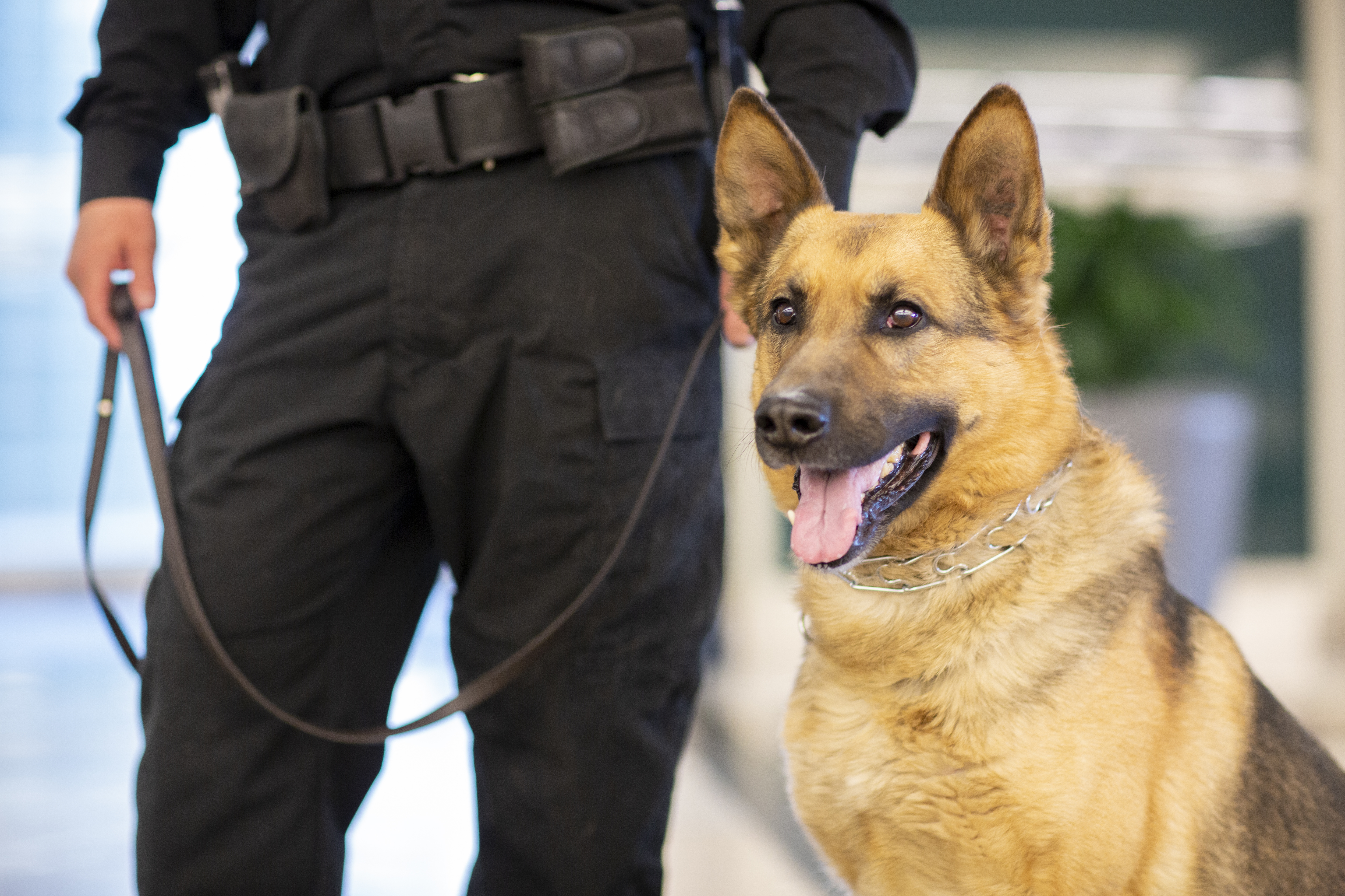 tacoma hospital k-9 unit