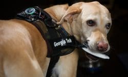 Read: How Man’s Best Friend Could One Day Trigger Alarms and Emergency Alerts