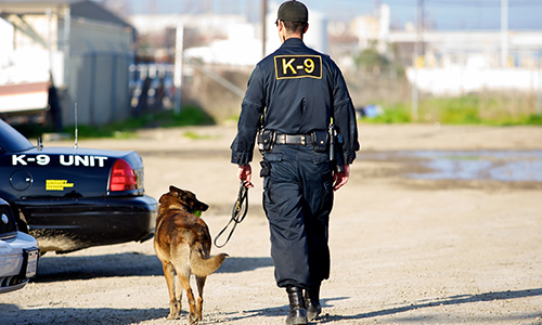 A K9 Nose Best: How to Deploy a K9 Team on Your Campus