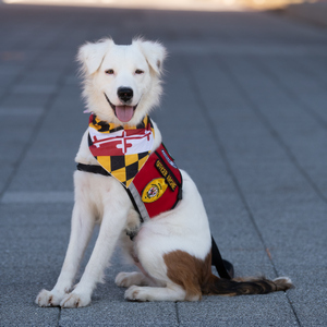 Campus Safety’s Favorite K9s, slide 7