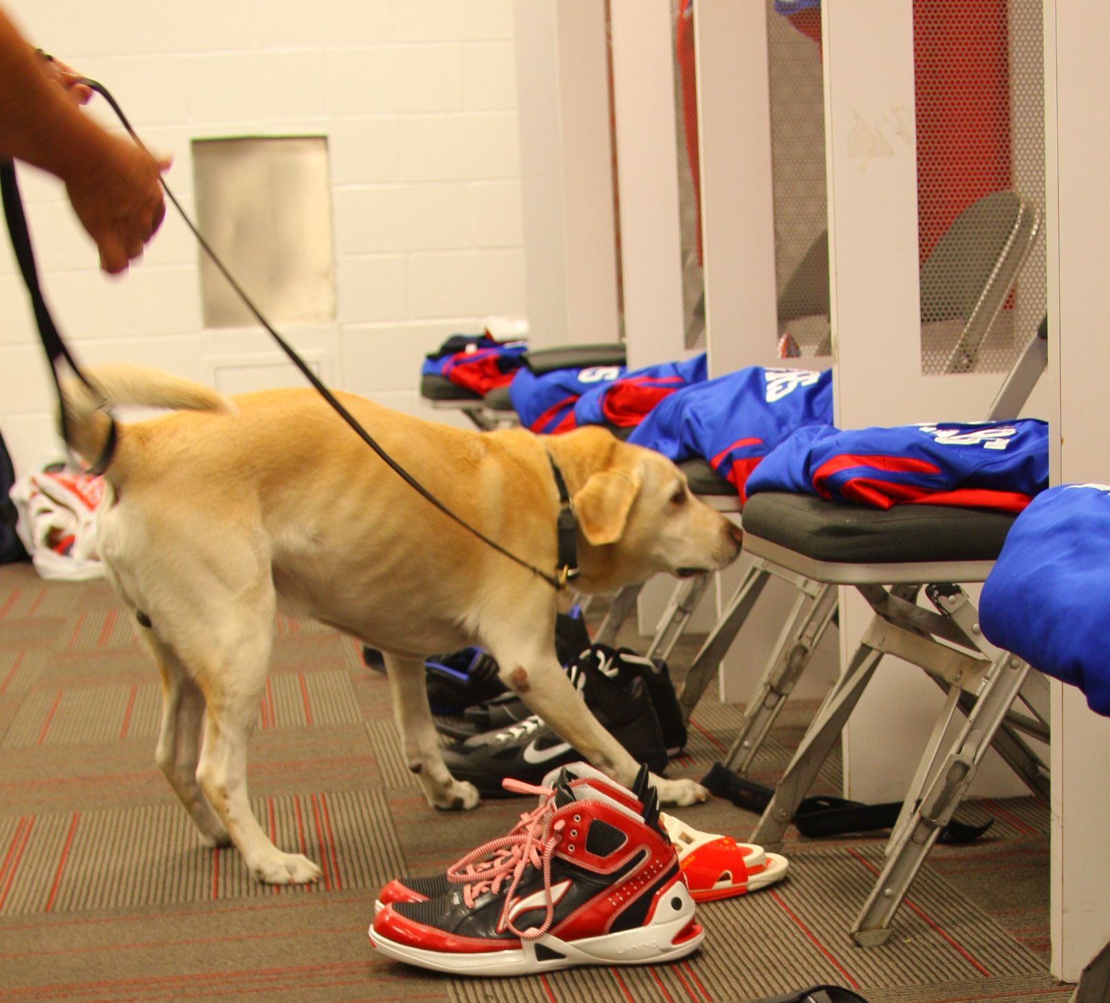 Campus Safety’s Favorite K9s, slide 16