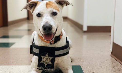 University of Illinois Police Comfort K9s Make a Huge Impact