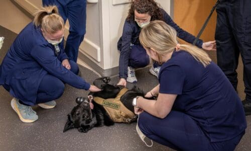 Huntsville Hospital, K9