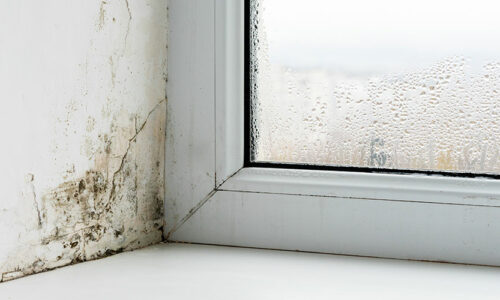 Mold 101