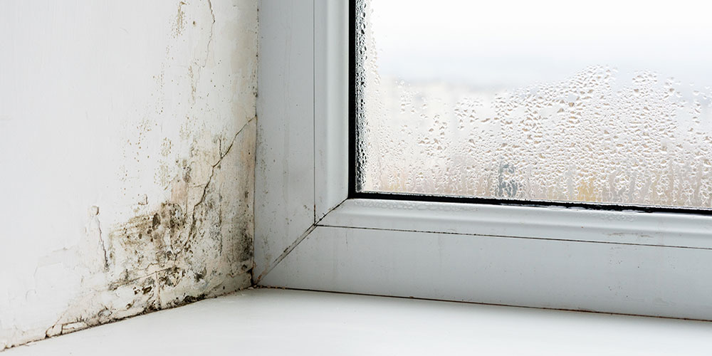 Mold 101