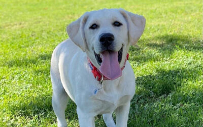 Specialized Therapy K-9 Helps UC Davis PD Respond to Mental Health Crises on Campus