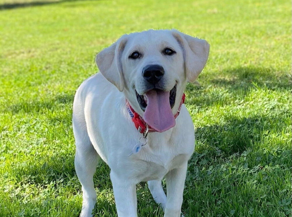 Specialized Therapy K-9 Helps UC Davis PD Respond to Mental Health Crises on Campus, dog, University of California Davis, mental health