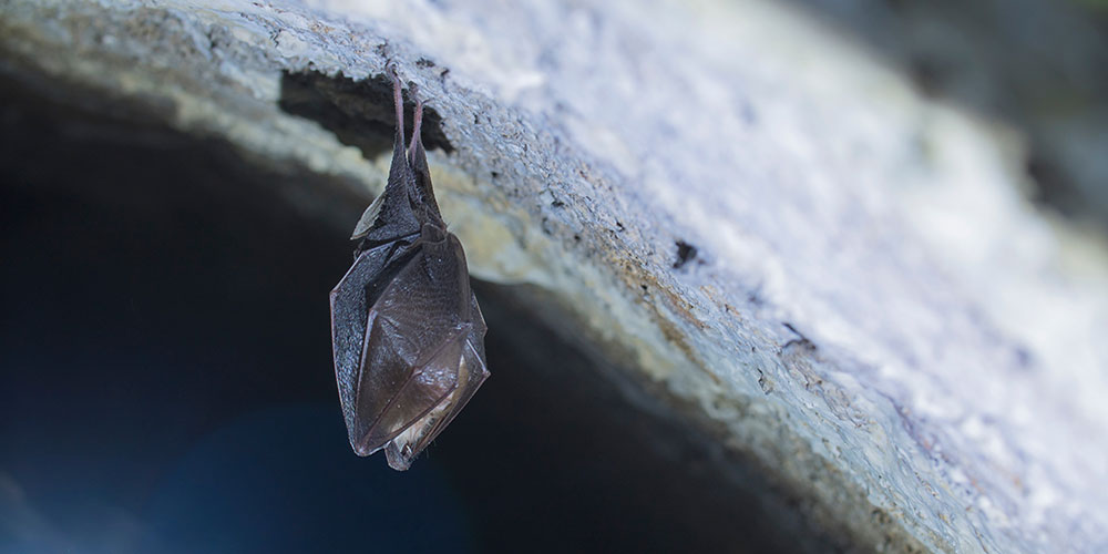Northern Arizona University Bat Infestation