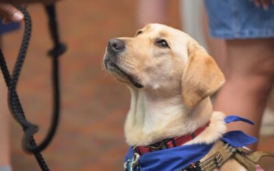 University of Delaware Police Department Adds Its First Facility Dog, Patti