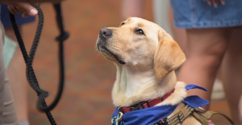 Patti, a specially trained yellow Labrador, joins UDPD to enhance community relations, support crime victims, and boost officer wellness across campus. facility dog, K-9, University of Delaware Police Department, Puppies Behind Bars