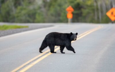 Watch: Black Bear Surprises West Virginia Principal in School Dumpster Incident