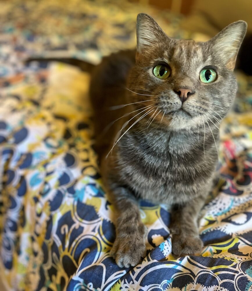 Meet Our Favorite Campus K9s: Celebrating Detection and Therapy Dogs in Schools, Colleges and Hospitals, slide 13