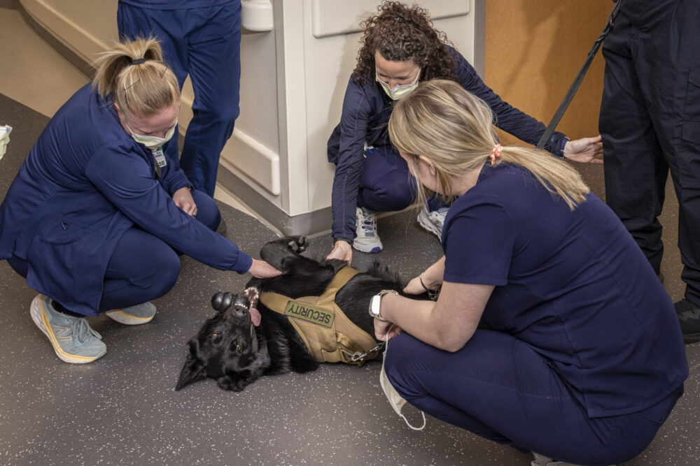 Meet Our Favorite Campus K9s: Celebrating Detection and Therapy Dogs in Schools, Colleges and Hospitals, slide 6