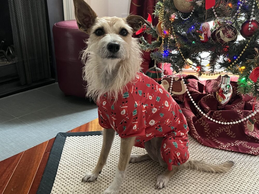 Meet Our Favorite Campus K9s: Celebrating Detection and Therapy Dogs in Schools, Colleges and Hospitals, slide 5