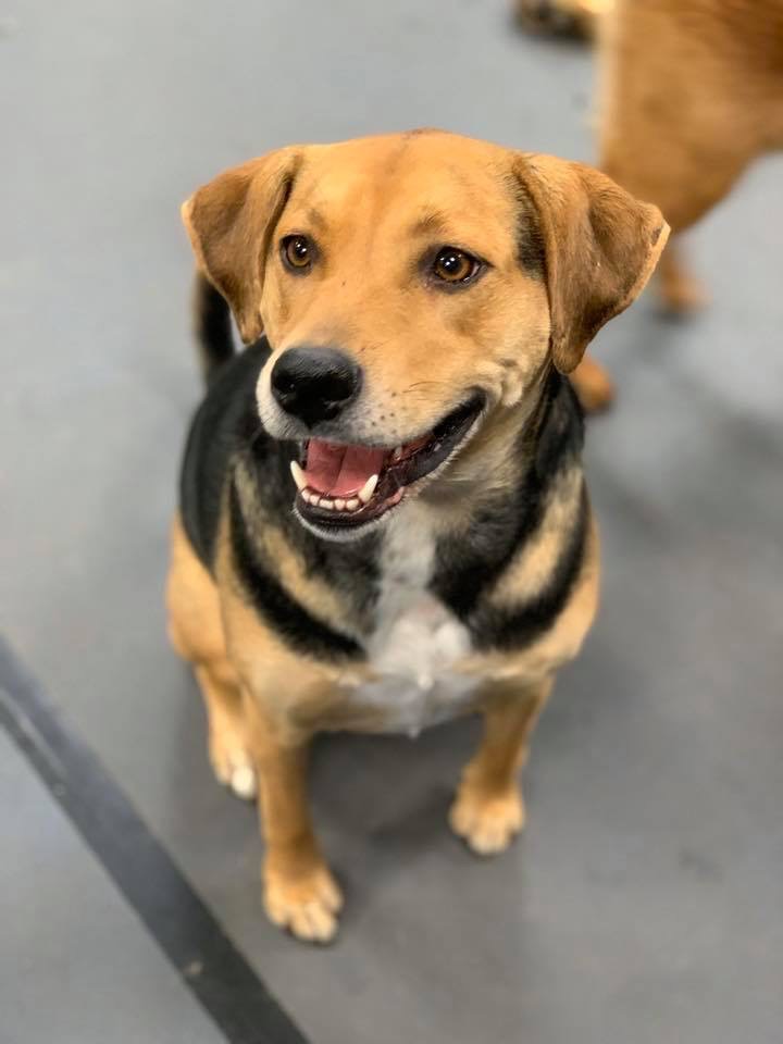 Meet Our Favorite Campus K9s: Celebrating Detection and Therapy Dogs in Schools, Colleges and Hospitals, slide 12