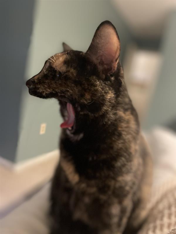 Meet Our Favorite Campus K9s: Celebrating Detection and Therapy Dogs in Schools, Colleges and Hospitals, slide 14