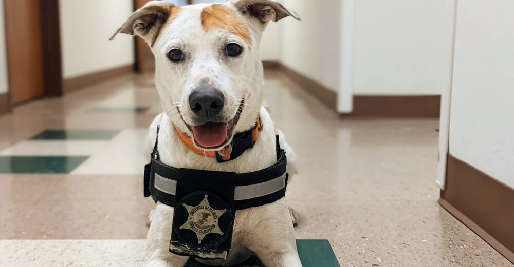 Meet Our Favorite Campus K9s: Celebrating Detection and Therapy Dogs in Schools, Colleges and Hospitals, slide 16