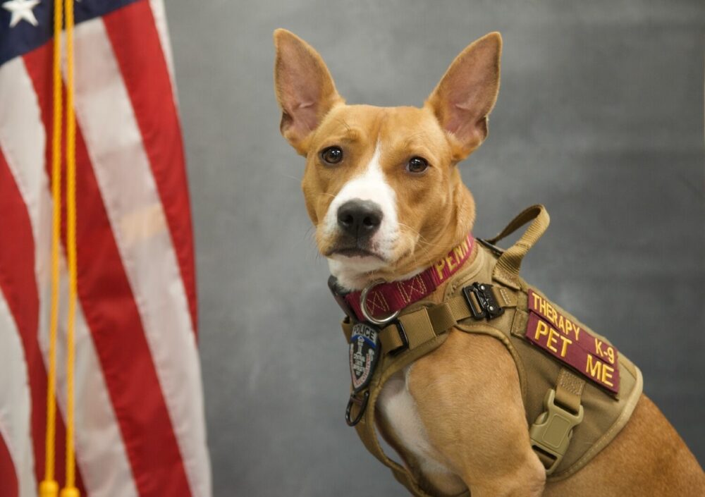 Meet Our Favorite Campus K9s: Celebrating Detection and Therapy Dogs in Schools, Colleges and Hospitals, slide 9